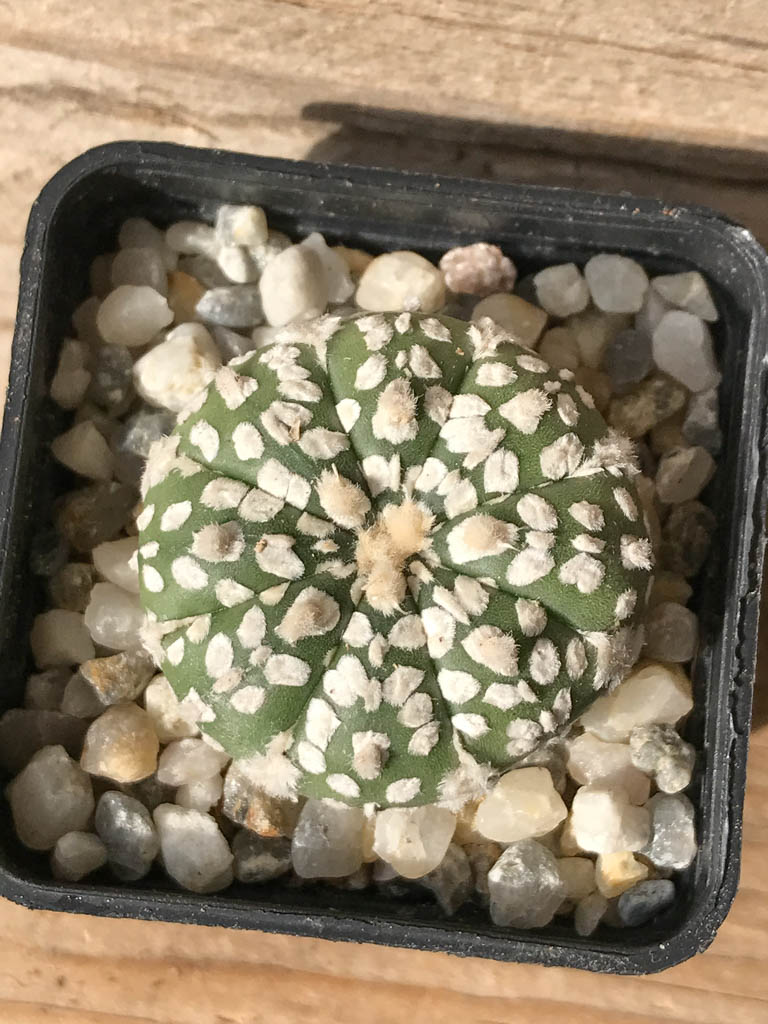 SHPR8018 Astrophytum asterias cv. Superkabuto