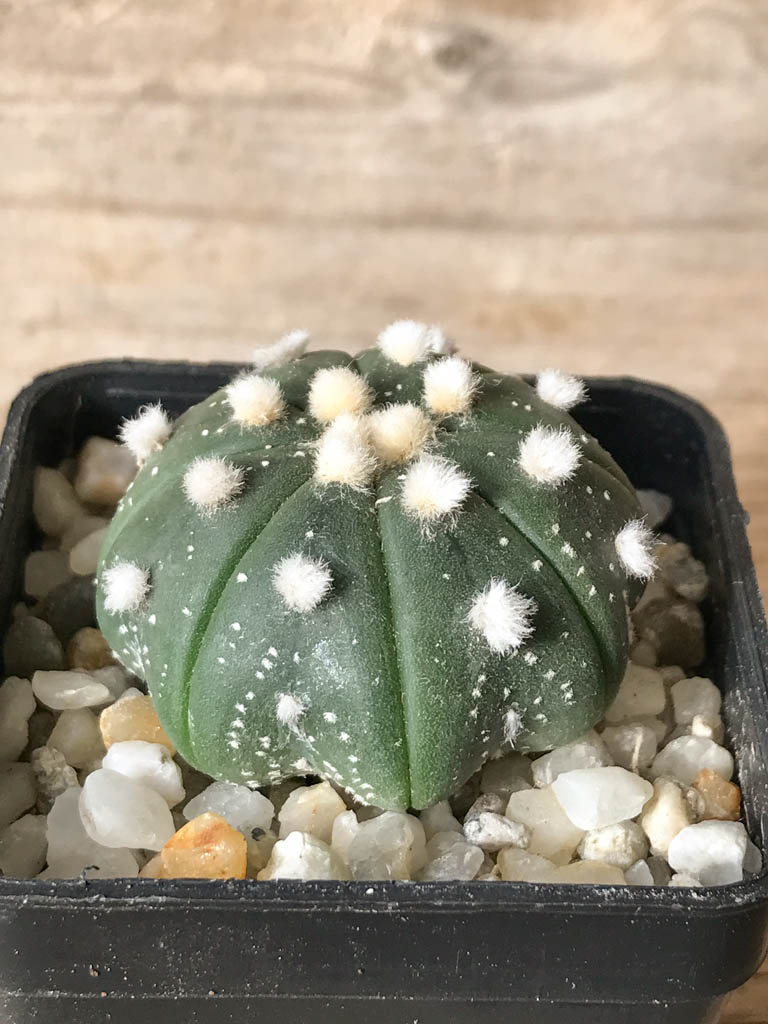 SHPR8026 Astrophytum asterias ‘Star shape’ type