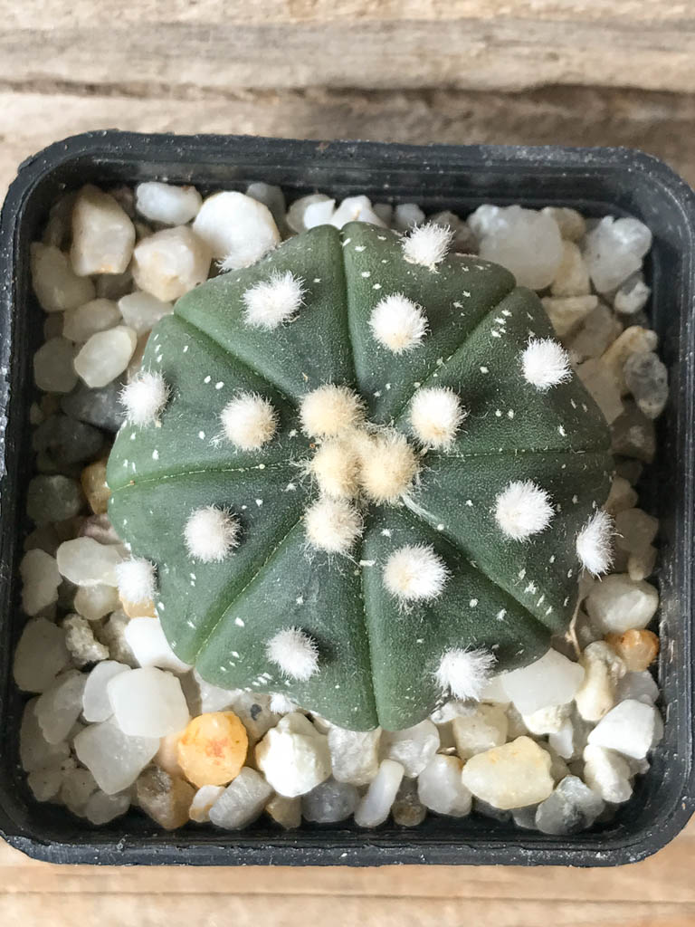 SHPR8026 Astrophytum asterias ‘Star shape’ type – Image 3