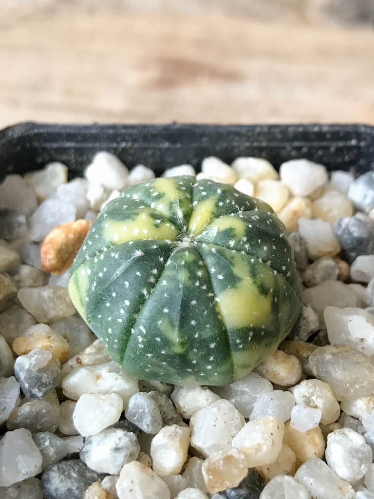 SHPR8028 Astrophytum asterias f. variegata - Image 2