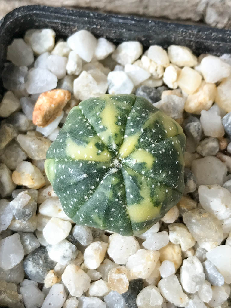 SHPR8028 Astrophytum asterias f. variegata