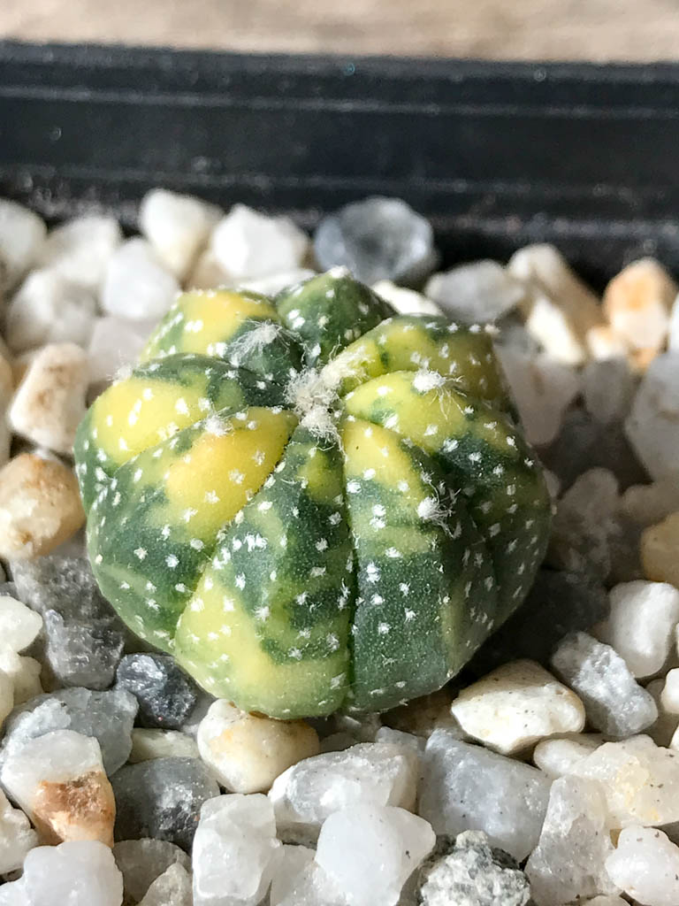 SHPR8031 Astrophytum asterias f. variegata - Image 2