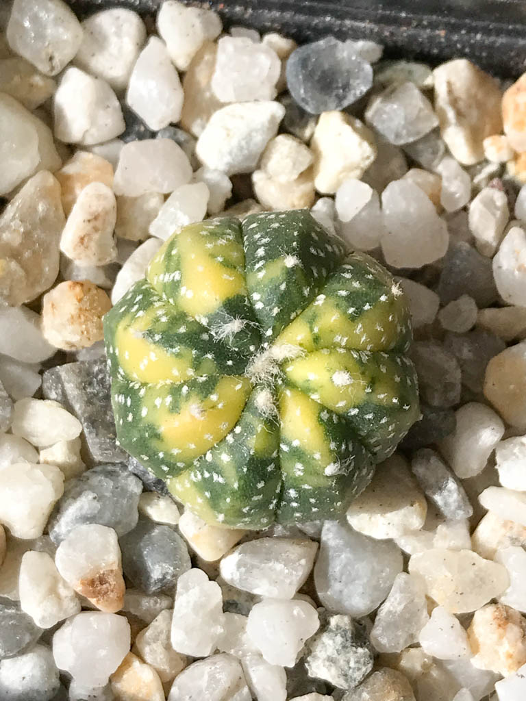 SHPR8031 Astrophytum asterias f. variegata