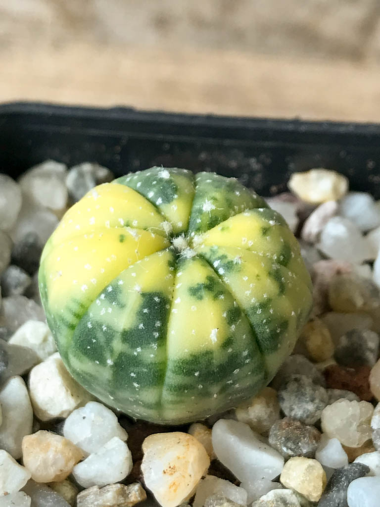 SHPR8034 Astrophytum asterias f. variegata - Image 2