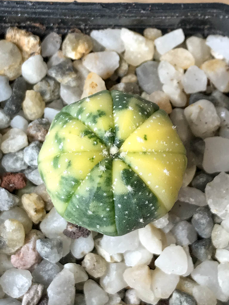 SHPR8034 Astrophytum asterias f. variegata