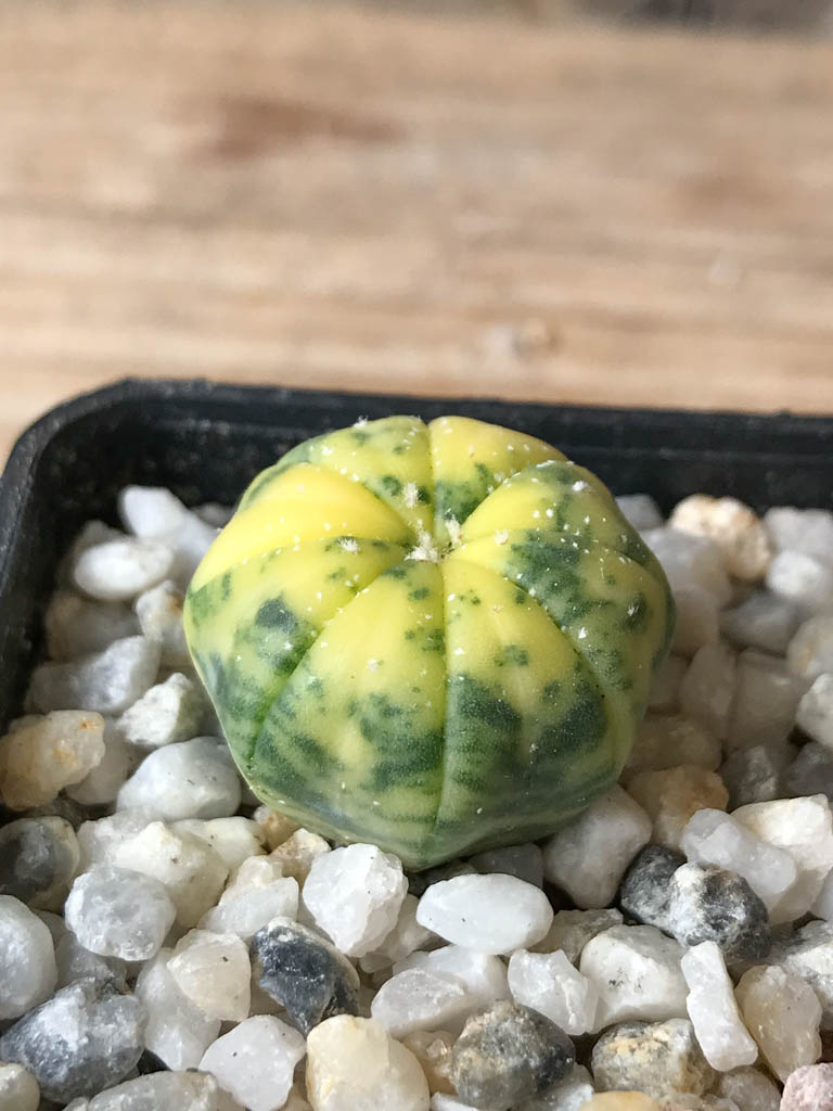 SHPR8037 Astrophytum asterias f. variegata - Image 2