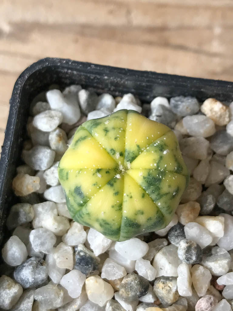 SHPR8037 Astrophytum asterias f. variegata