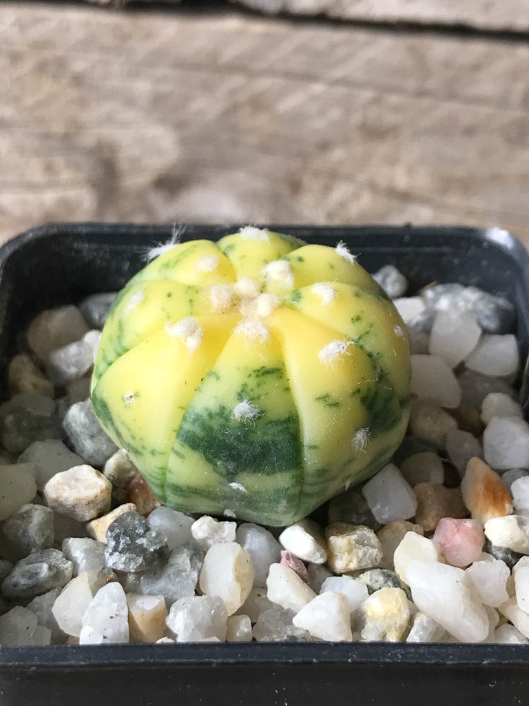 SHPR8041 Astrophytum asterias f. variegata – Image 2