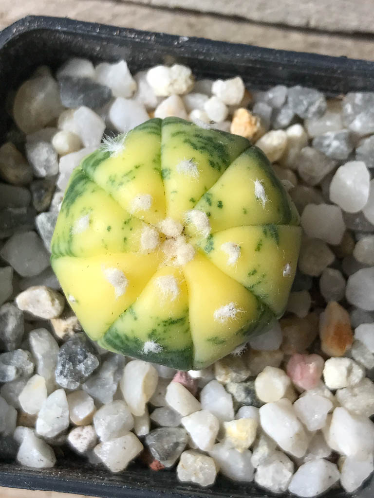 SHPR8041 Astrophytum asterias f. variegata