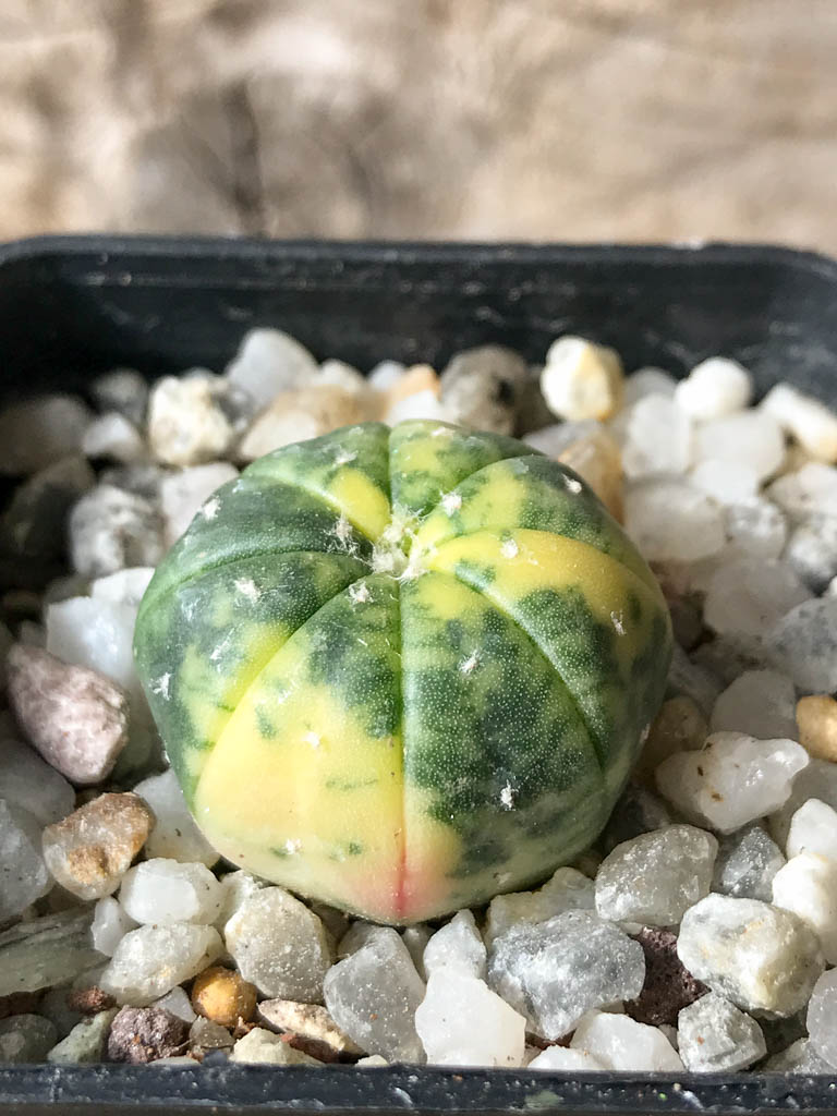 SHPR8043 Astrophytum asterias f. variegata