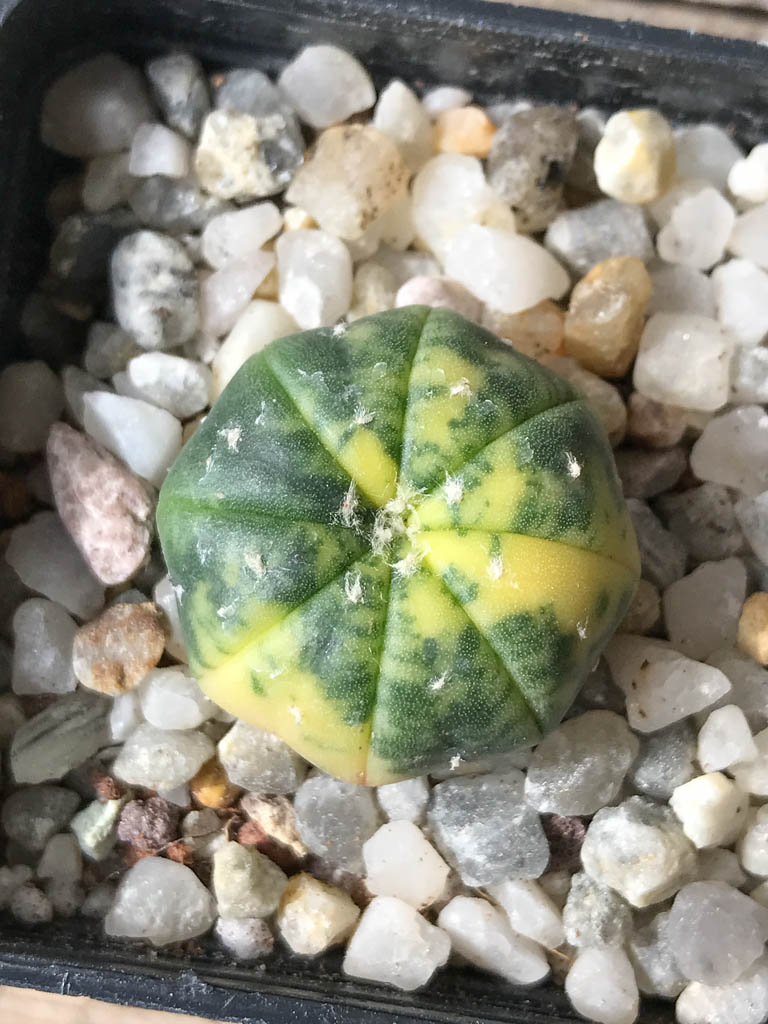 SHPR8043 Astrophytum asterias f. variegata - Image 3