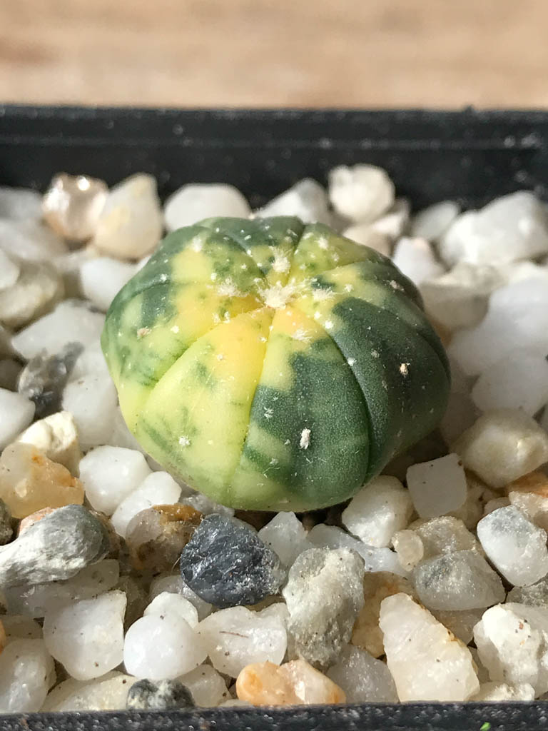 SHPR8044 Astrophytum asterias f. variegata - Image 2