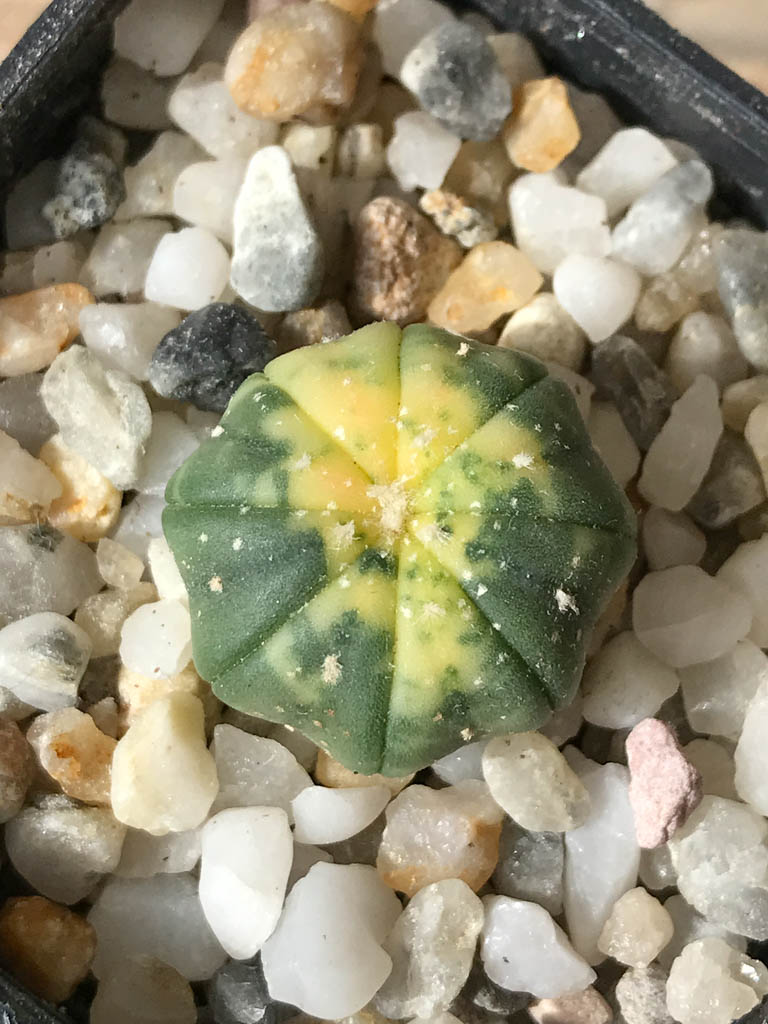 SHPR8044 Astrophytum asterias f. variegata