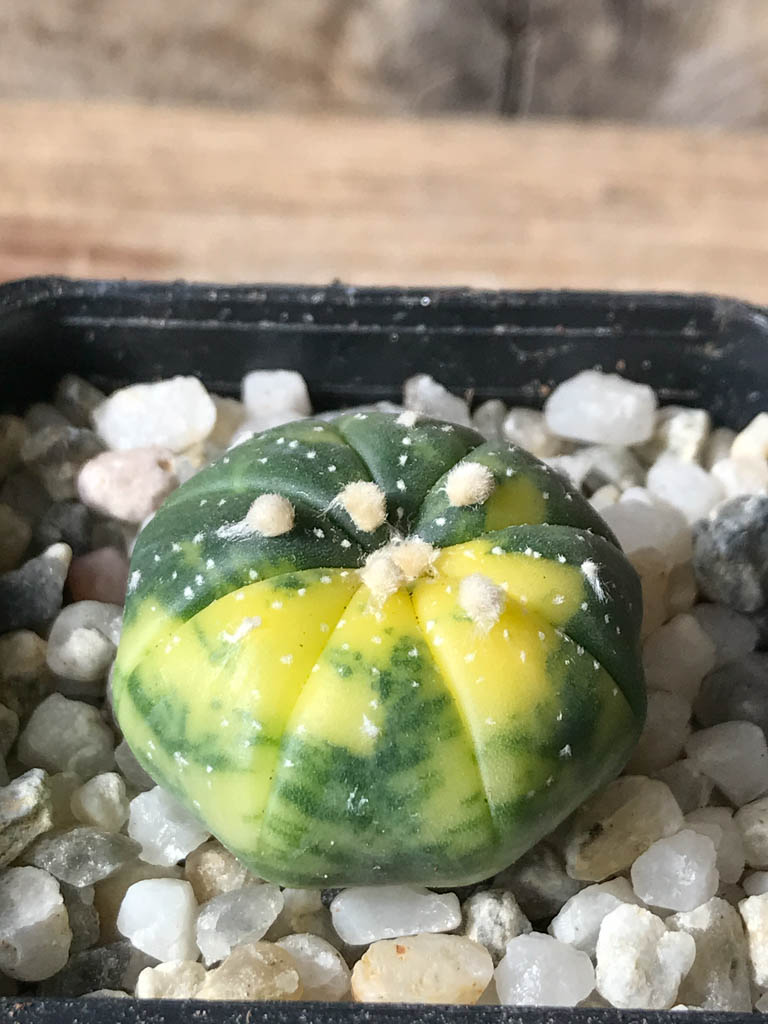 SHPR8045 Astrophytum asterias f. variegata - Image 2