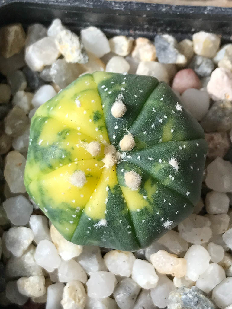SHPR8045 Astrophytum asterias f. variegata