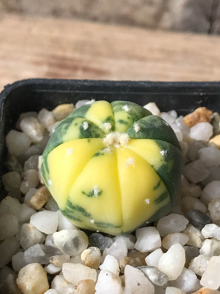 SHPR8046 Astrophytum asterias f. variegata - Image 2