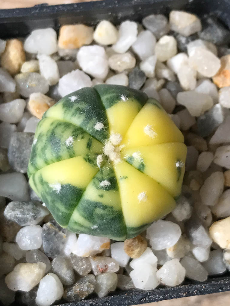 SHPR8046 Astrophytum asterias f. variegata