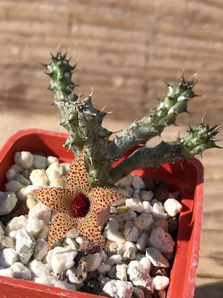 SHPR8047 Stapelianthus decaryi