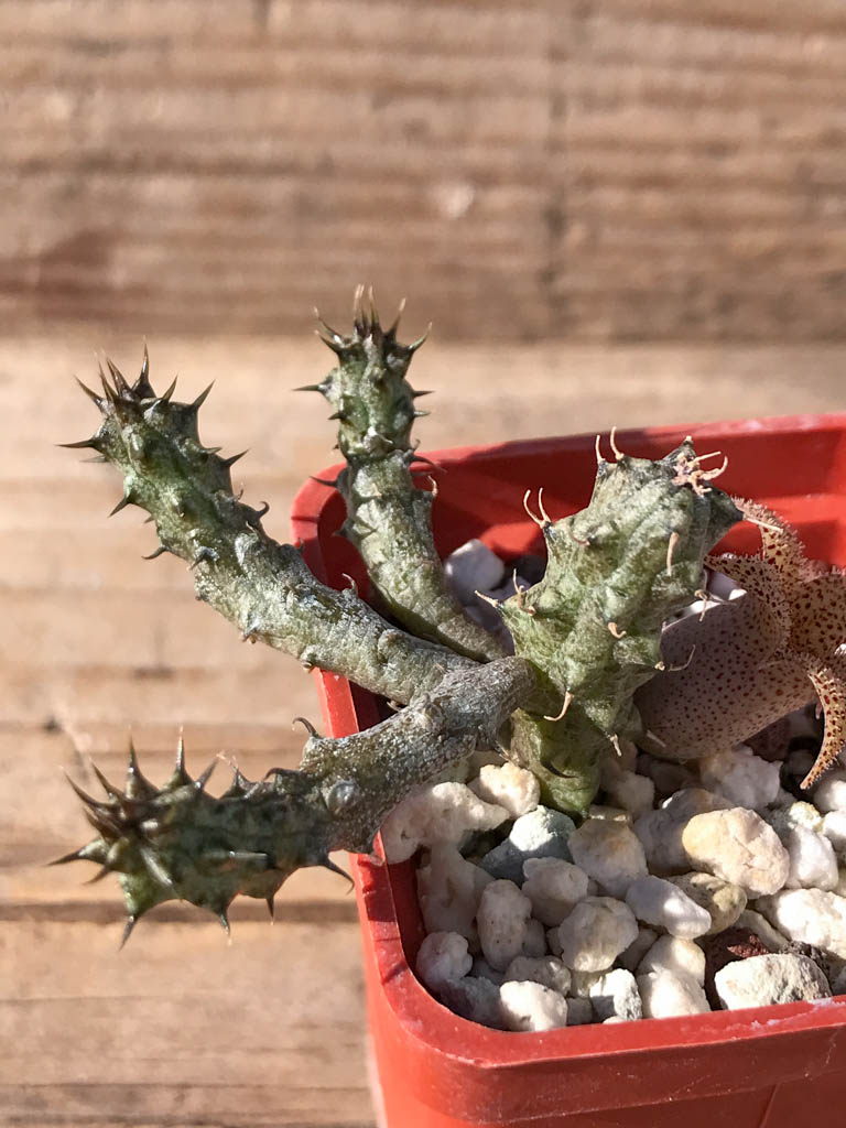 SHPR8047 Stapelianthus decaryi - 画像 (3)