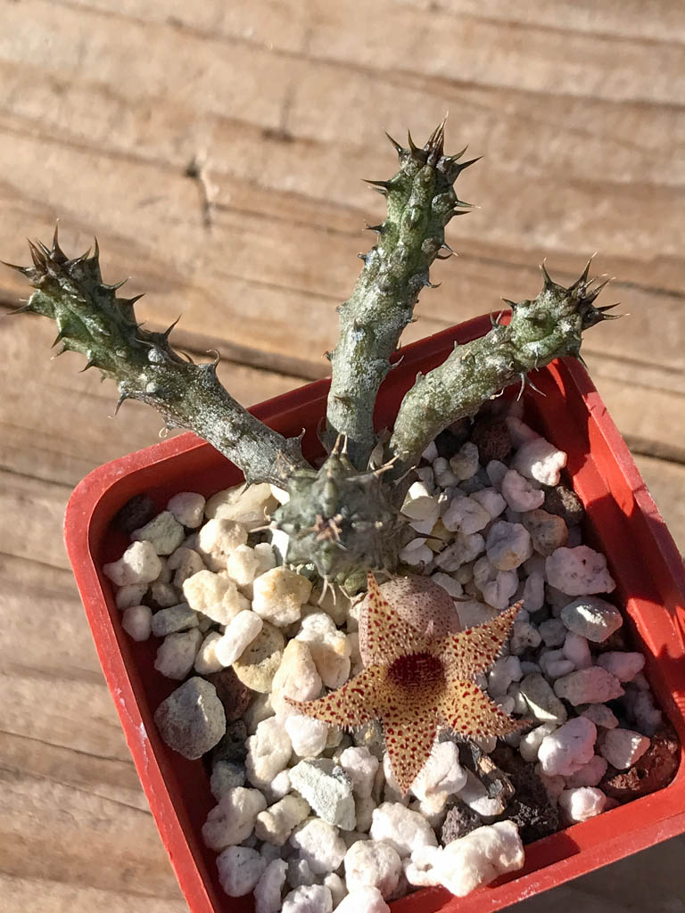 SHPR8047 Stapelianthus decaryi - 画像 (4)