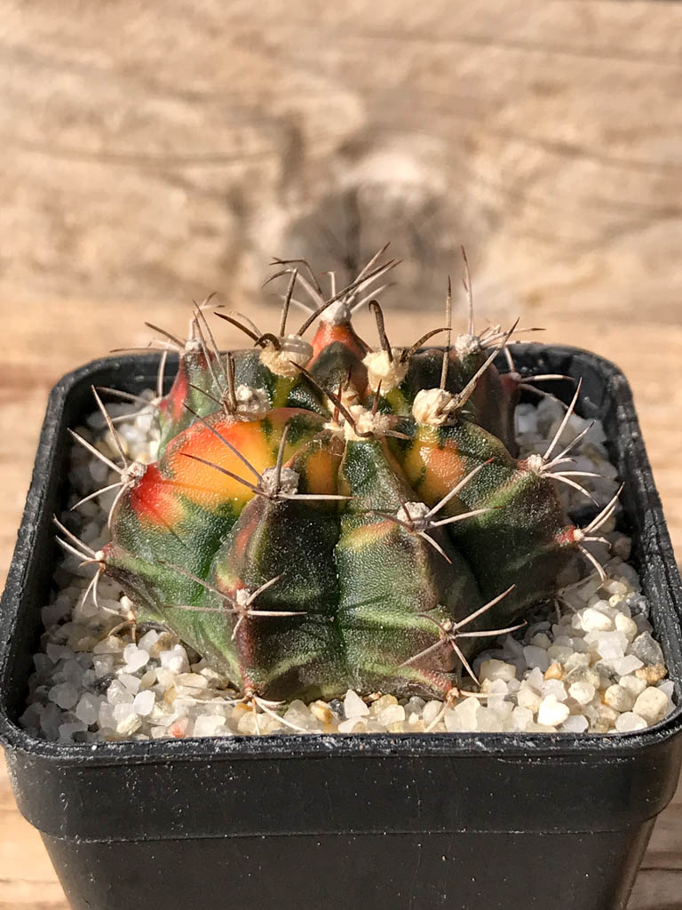SHPR8052 Gymnocalycium mihanovichii variegated - Imagen 2