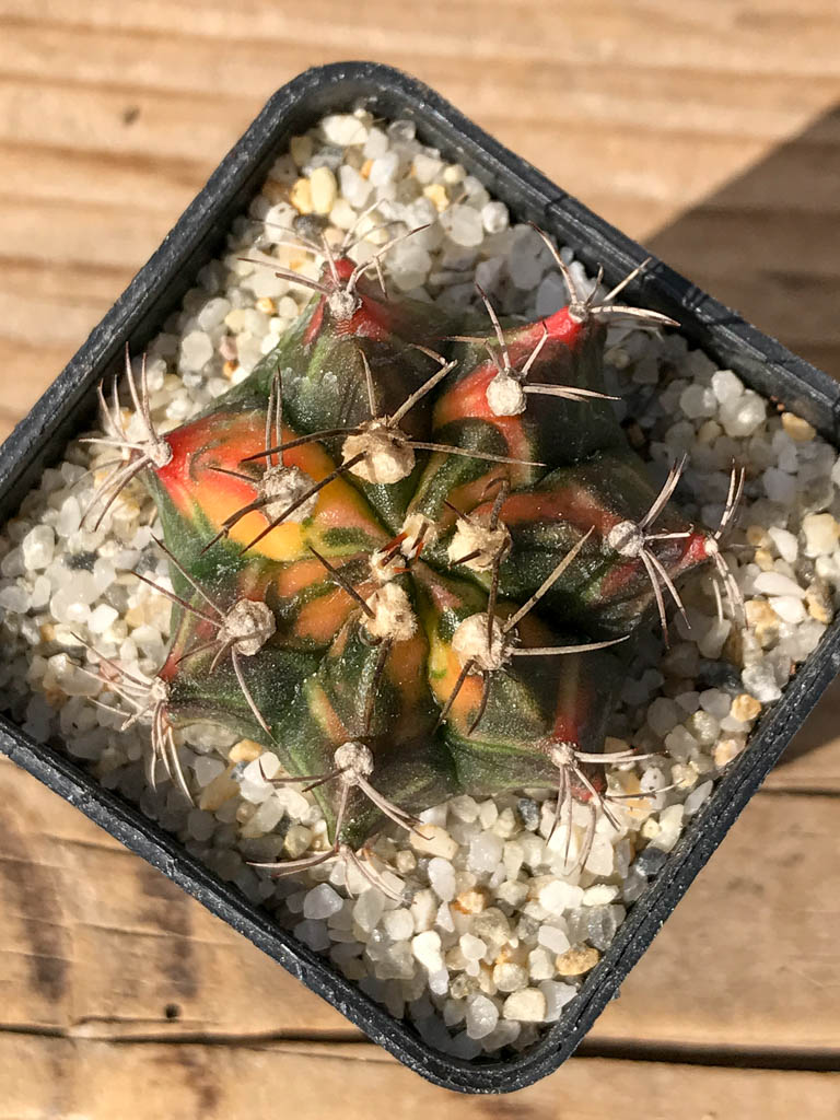 SHPR8052 Gymnocalycium mihanovichii variegated