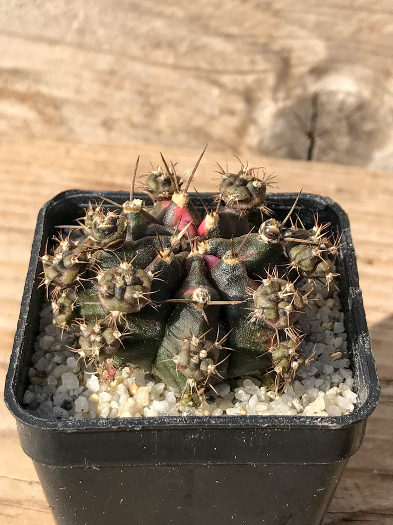 SHPR8053 Gymnocalycium mihanovichii variegated - Зображення 2