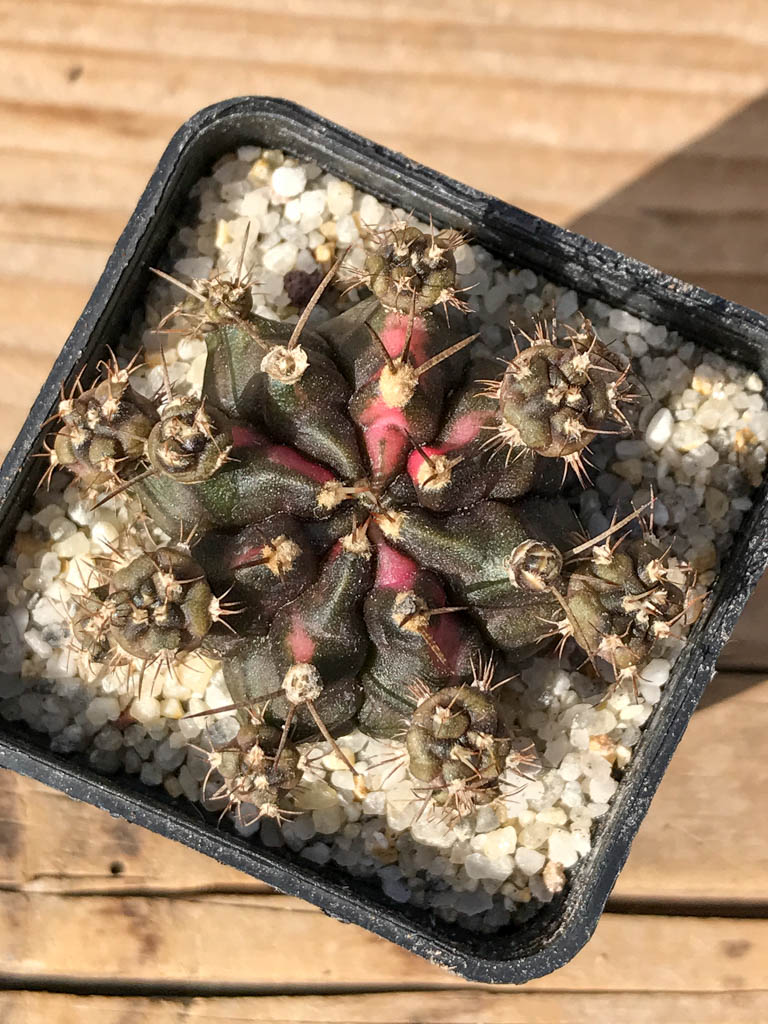 SHPR8053 Gymnocalycium mihanovichii variegated