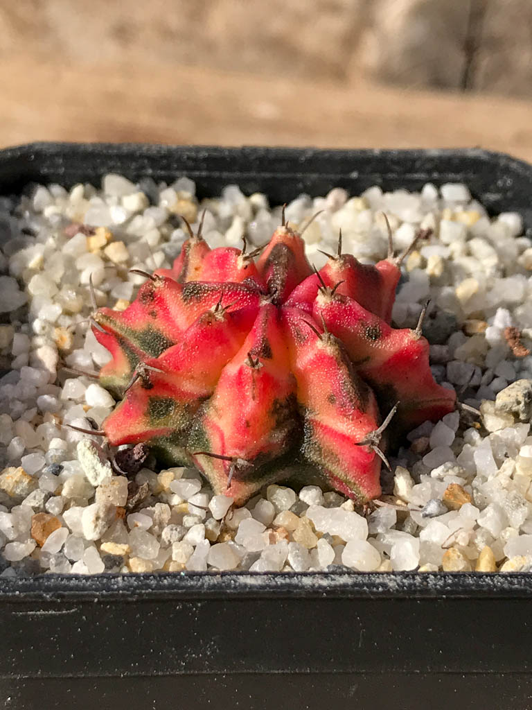 SHPR8054 Gymnocalycium friedrichii hybrid variegated - Image 2