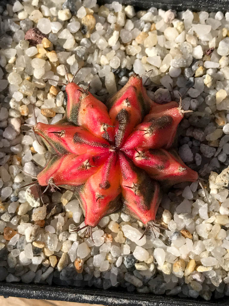SHPR8054 Gymnocalycium friedrichii hybrid variegated
