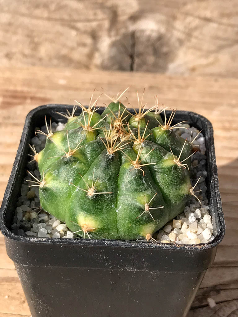 SHPR8056 Gymnocalycium mihanovichii variegated - Image 2