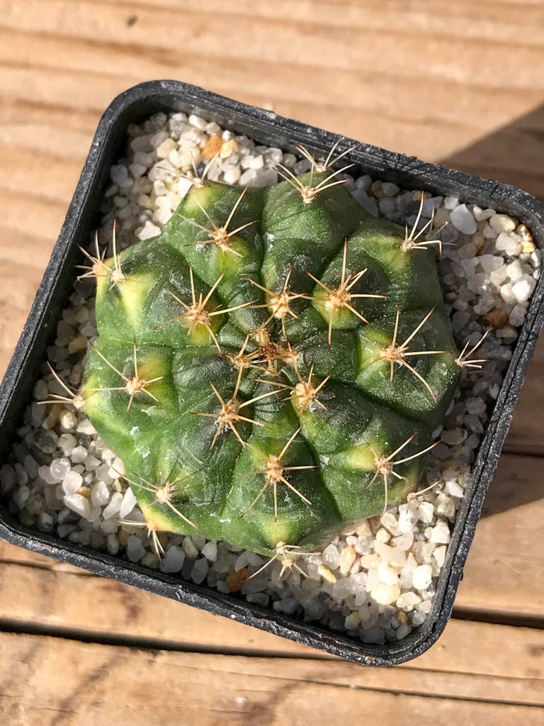 SHPR8056 Gymnocalycium mihanovichii variegated