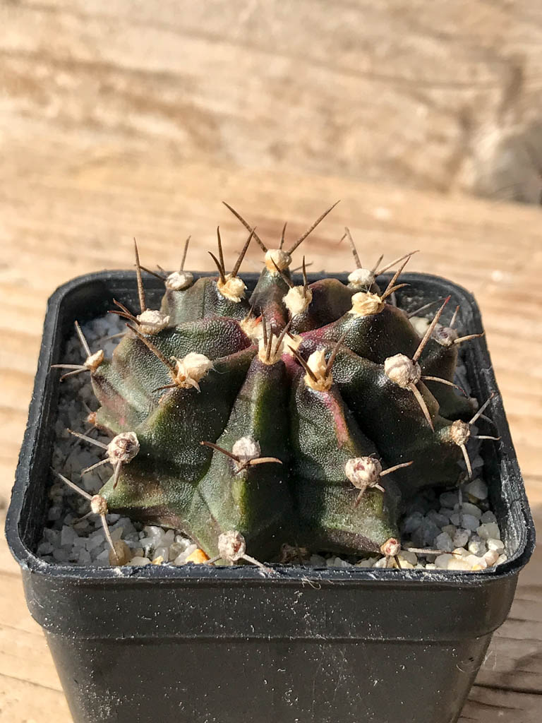 SHPR8058 Gymnocalycium mihanovichii variegated - Image 2