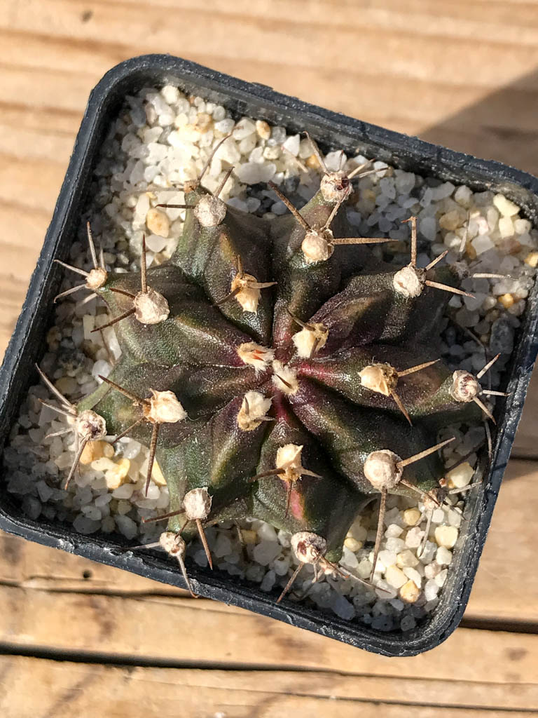 SHPR8058 Gymnocalycium mihanovichii variegated