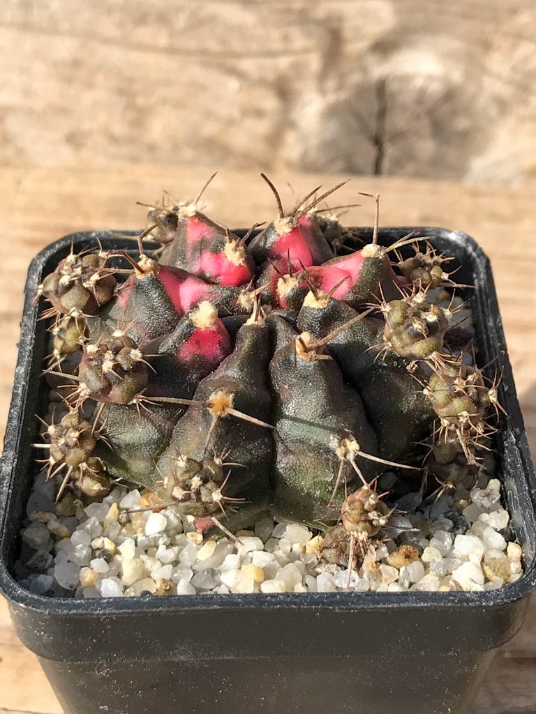 SHPR8059 Gymnocalycium mihanovichii variegated - Imagen 2