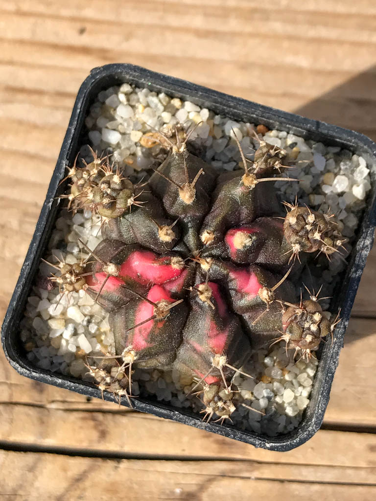 SHPR8059 Gymnocalycium mihanovichii variegated