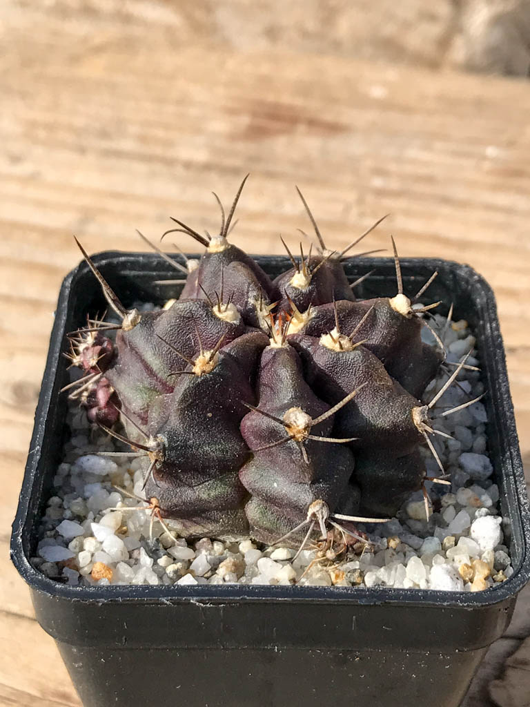 SHPR8061 Gymnocalycium mihanovichii variegated - Image 2