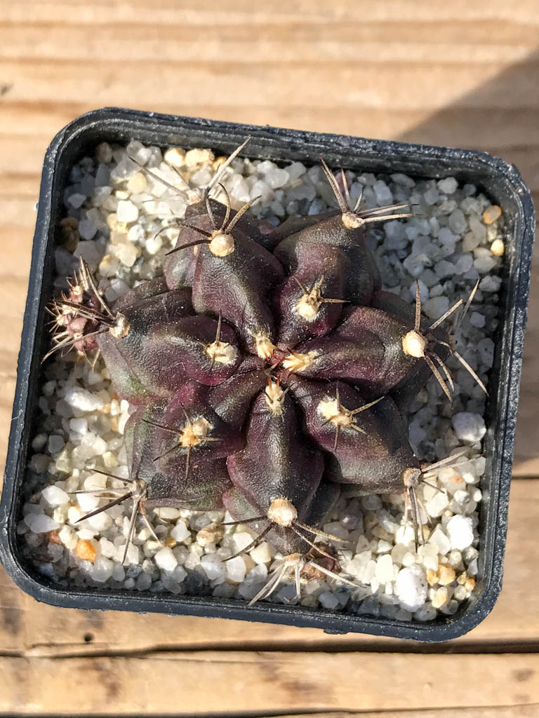 SHPR8061 Gymnocalycium mihanovichii variegated