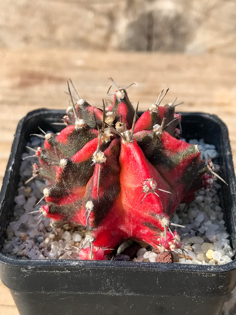 SHPR8063 Gymnocalycium mihanovichii variegated - Image 2