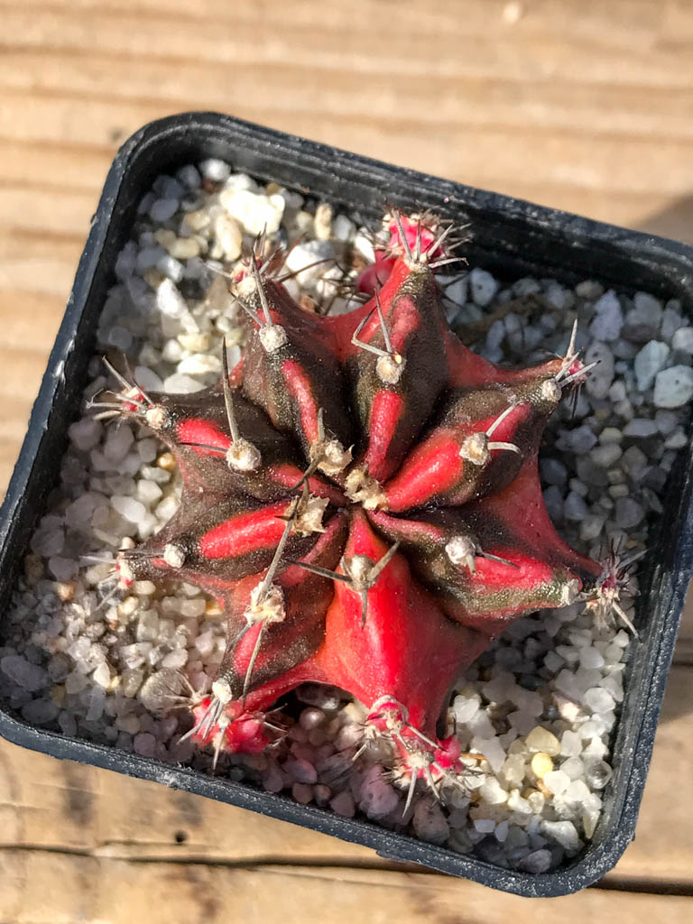 SHPR8063 Gymnocalycium mihanovichii variegated