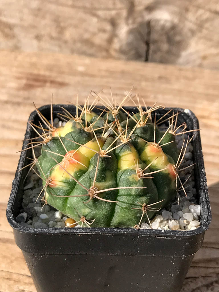SHPR8068 Gymnocalycium mihanovichii variegated - Image 2