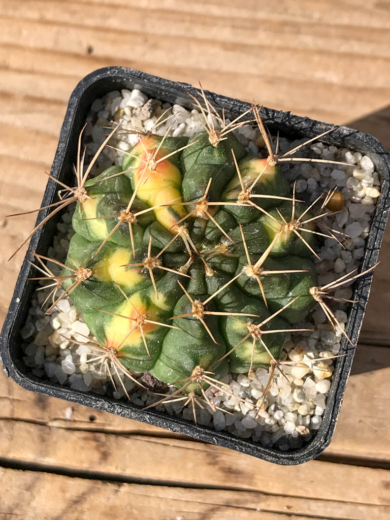SHPR8068 Gymnocalycium mihanovichii variegated