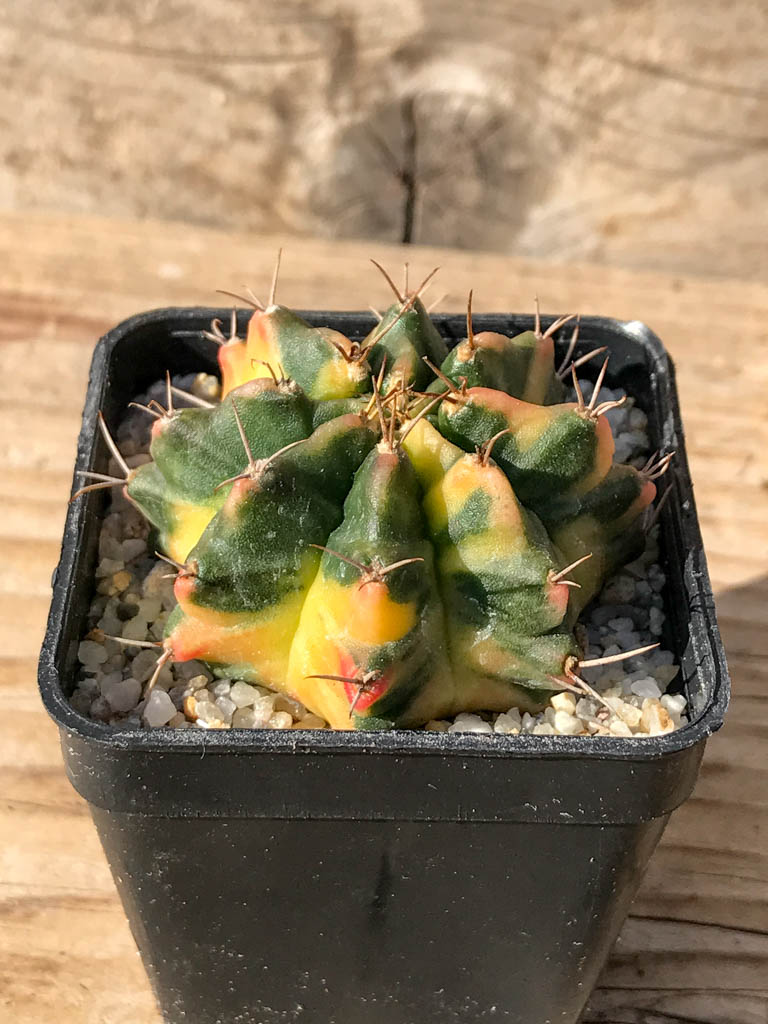 SHPR8069 Gymnocalycium mihanovichii variegated - Image 2