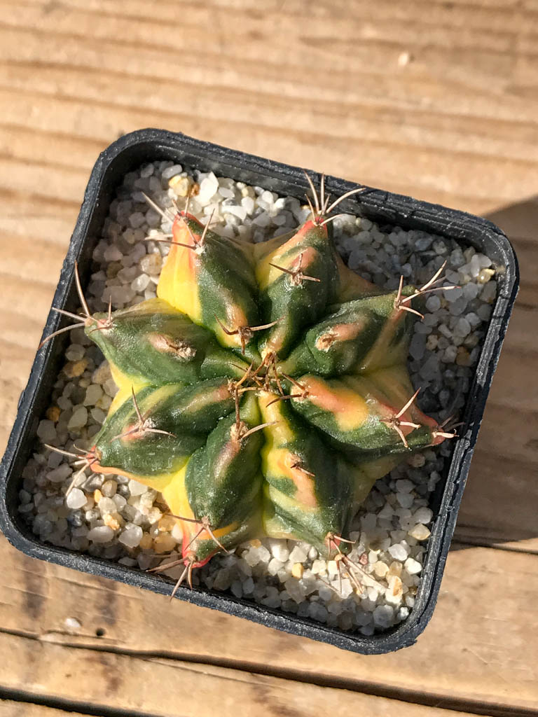 SHPR8069 Gymnocalycium mihanovichii variegated