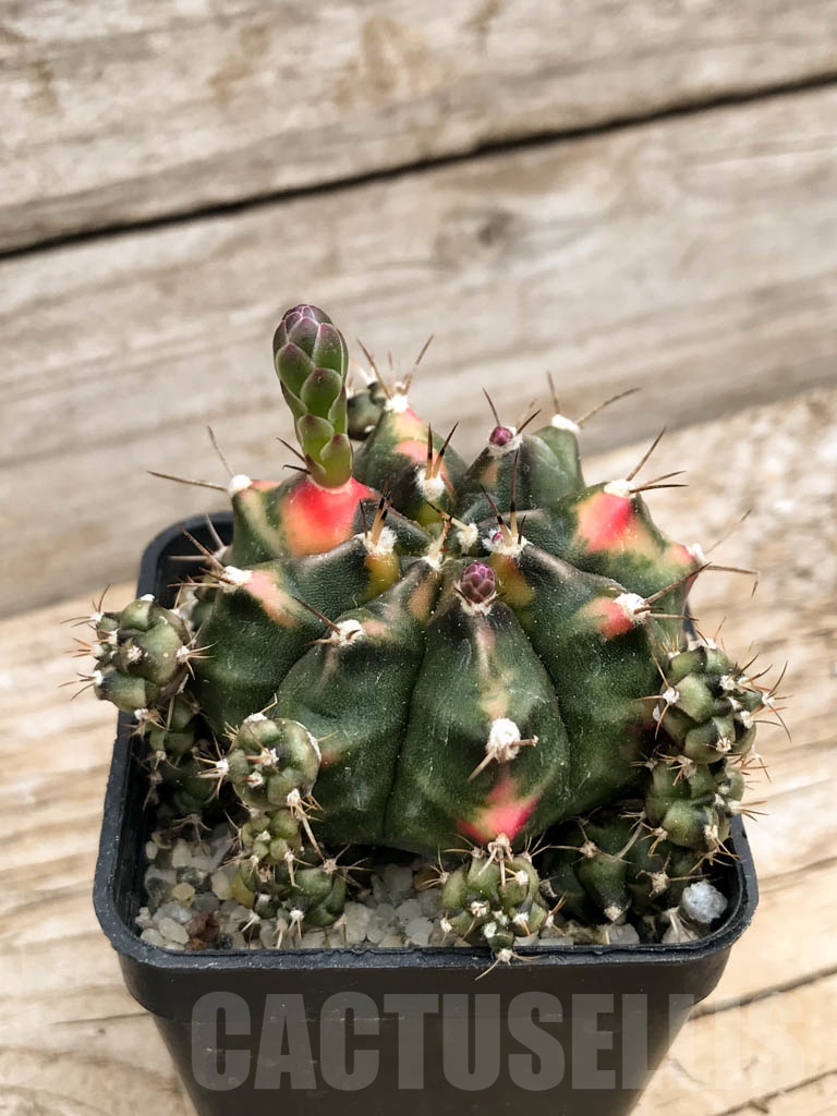 SHPR8071 Gymnocalycium mihanovichii variegated - Image 2