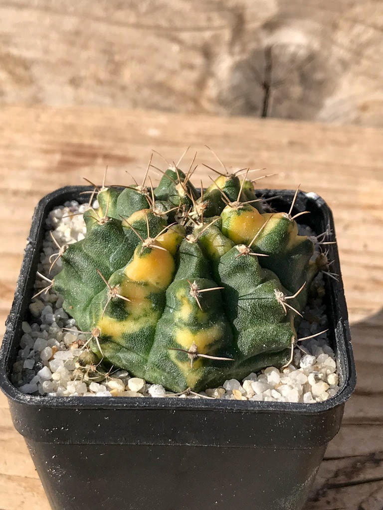 SHPR8072 Gymnocalycium mihanovichii variegated - Imagen 2