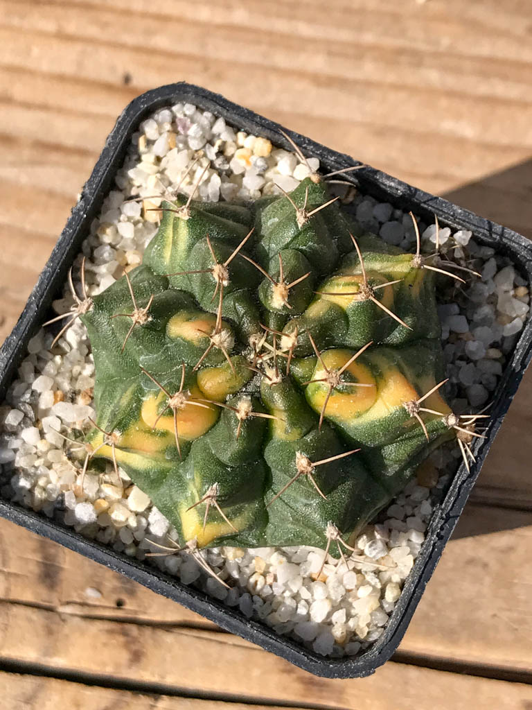 SHPR8072 Gymnocalycium mihanovichii variegated