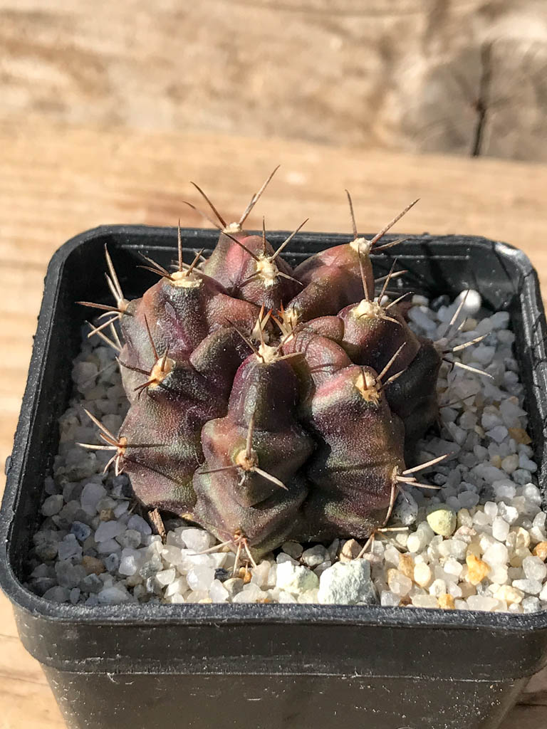 SHPR8073 Gymnocalycium mihanovichii variegated - Imagen 2
