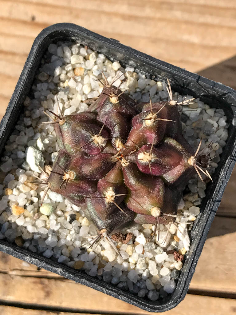 SHPR8073 Gymnocalycium mihanovichii variegated