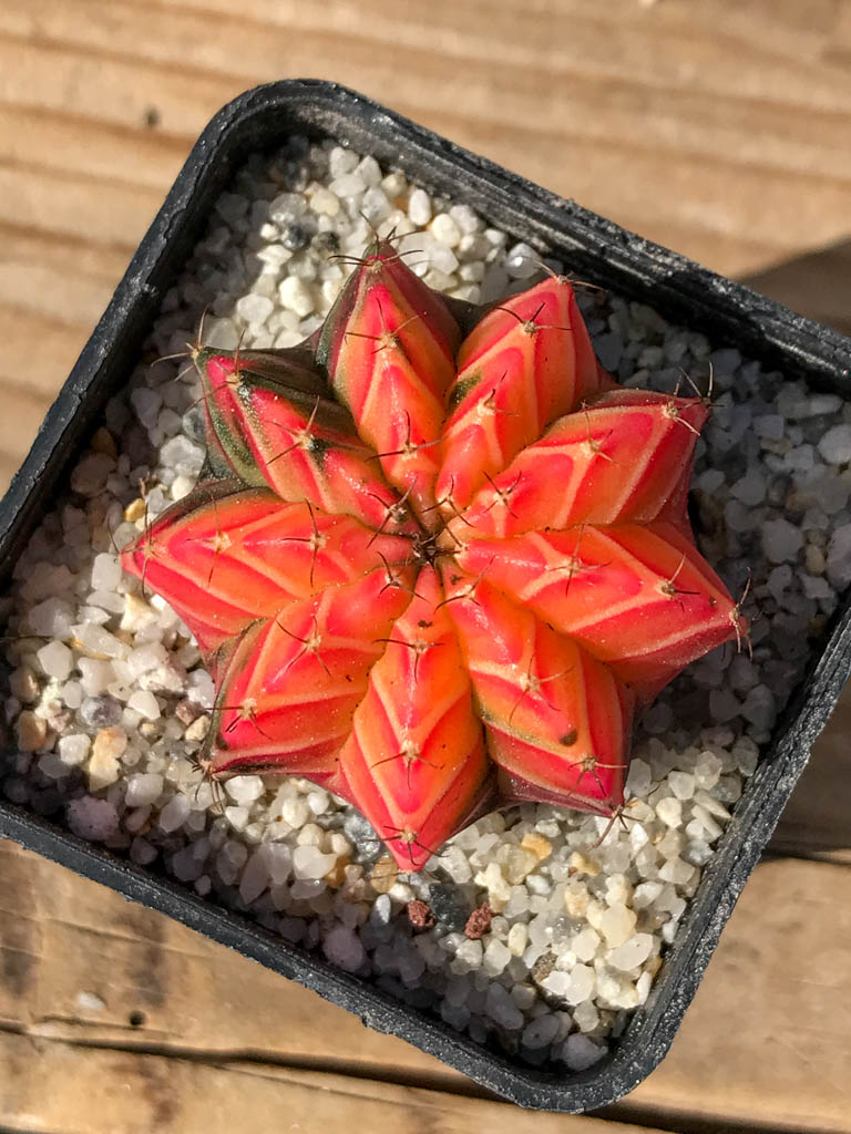 SHPR8074 Gymnocalycium friedrichii `Agua Dulce` hybrid variegated